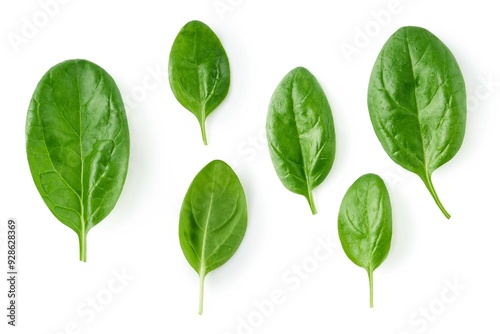 Spinach leaves isolated on white background