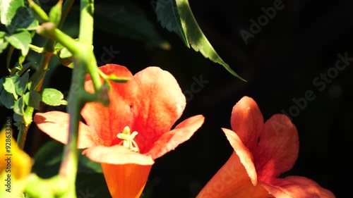 Trumpet flowers swaying in the wind in the garden
