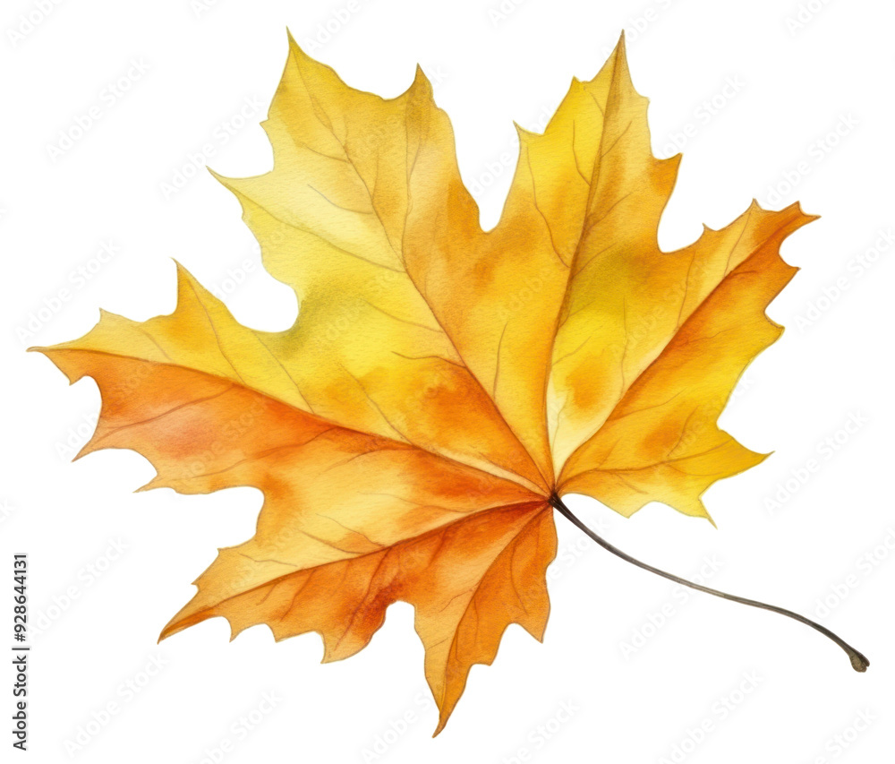 PNG Plant leaf tree fragility. PNG Plant leaf tree fragility.