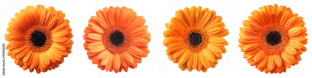 Untitled design - set of A Vibrant Orange Gerbera Daisy Flower Isolated on a transparent background Untitled design - set of A Vibrant Orange Gerbera Daisy Flower Isolated on a transparent background