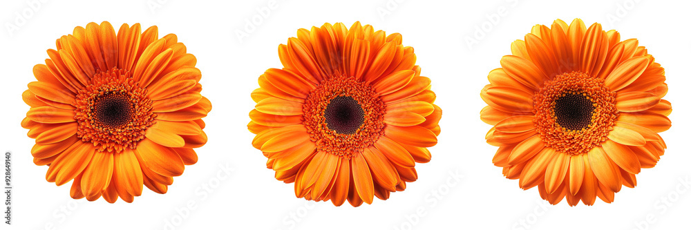 set of A Vibrant Orange Gerbera Daisy Flower Isolated on a transparent background set of A Vibrant Orange Gerbera Daisy Flower Isolated on a transparent background