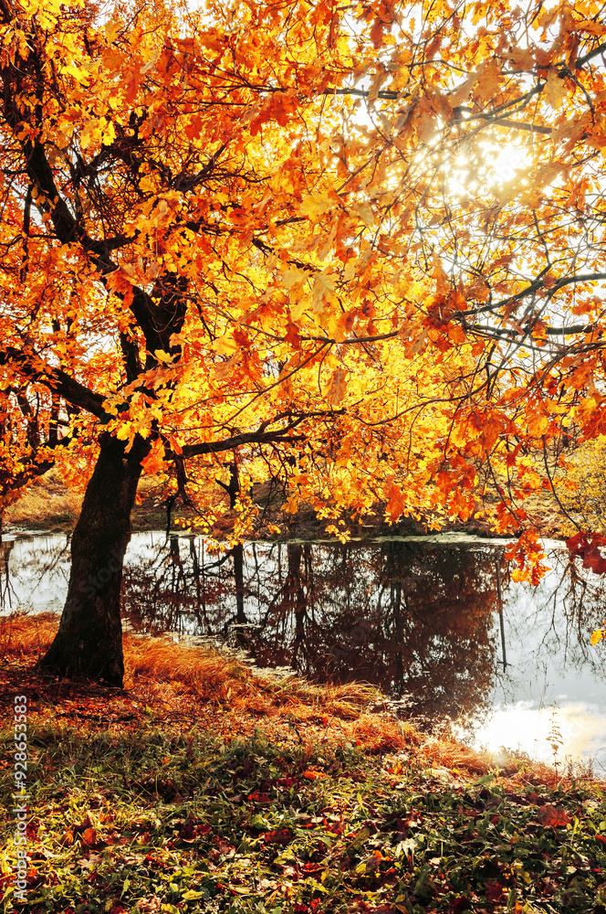 Autumn forest landscape. Bright yellowed oak tree near the river in sunny weather Autumn forest landscape. Bright yellowed oak tree near the river in sunny weather