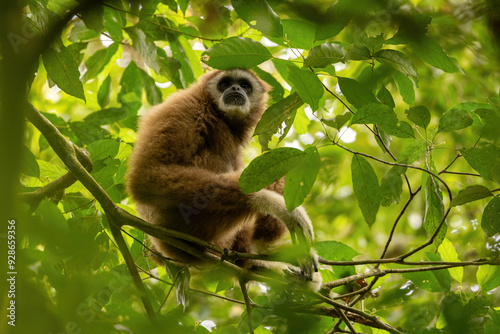 Sumatran lar gibbon in the nature habitat, also known as the Sumatran white-handed gibbon, is a subspecies of the lar gibbon, a primate in the gibbon family Hylobatidae. Hylobates lar vestitus. photo
