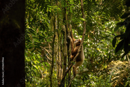 Sumatran lar gibbon in the nature habitat, also known as the Sumatran white-handed gibbon, is a subspecies of the lar gibbon, a primate in the gibbon family Hylobatidae. Hylobates lar vestitus. photo