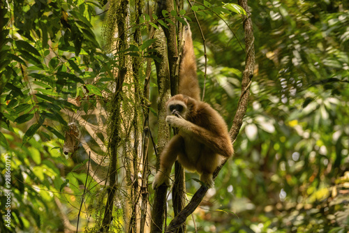 Sumatran lar gibbon in the nature habitat, also known as the Sumatran white-handed gibbon, is a subspecies of the lar gibbon, a primate in the gibbon family Hylobatidae. Hylobates lar vestitus. photo