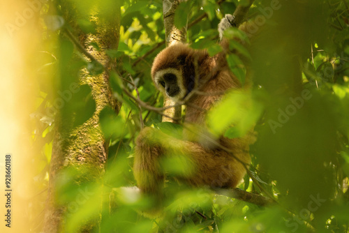 Sumatran lar gibbon in the nature habitat, also known as the Sumatran white-handed gibbon, is a subspecies of the lar gibbon, a primate in the gibbon family Hylobatidae. Hylobates lar vestitus. photo