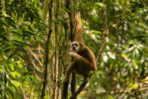 Sumatran lar gibbon in the nature habitat, also known as the Sumatran white-handed gibbon, is a subspecies of the lar gibbon, a primate in the gibbon family Hylobatidae. Hylobates lar vestitus. photo