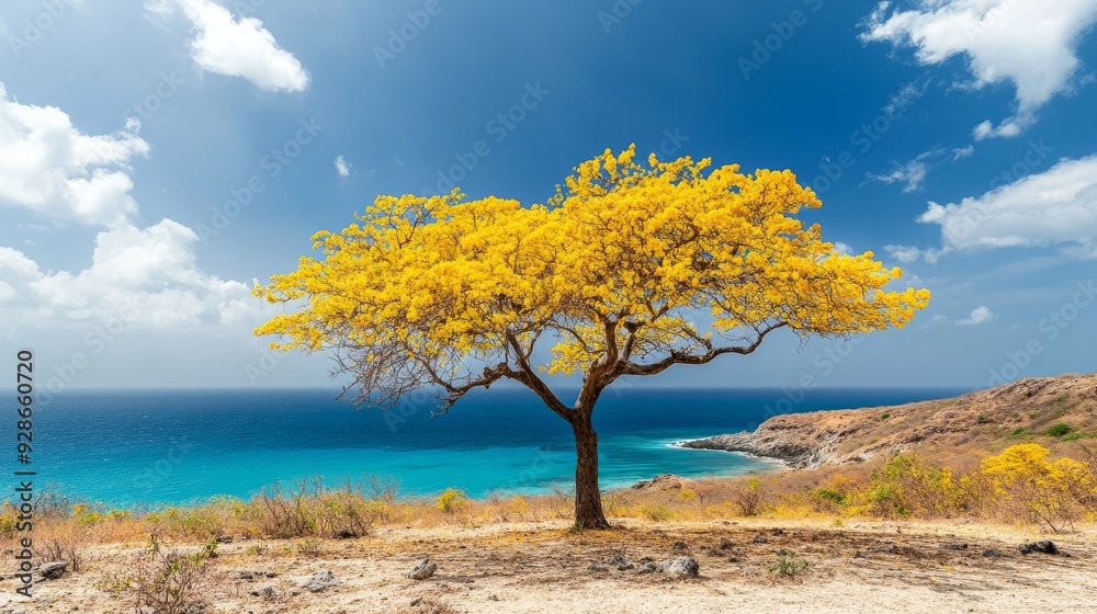 Views with Yellow Kibrache trees. Views with Yellow Kibrache trees.