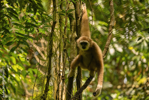 Sumatran lar gibbon in the nature habitat, also known as the Sumatran white-handed gibbon, is a subspecies of the lar gibbon, a primate in the gibbon family Hylobatidae. Hylobates lar vestitus. photo