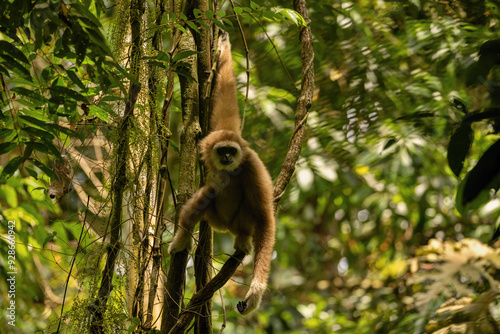 Sumatran lar gibbon in the nature habitat, also known as the Sumatran white-handed gibbon, is a subspecies of the lar gibbon, a primate in the gibbon family Hylobatidae. Hylobates lar vestitus. photo