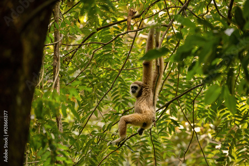 Sumatran lar gibbon in the nature habitat, also known as the Sumatran white-handed gibbon, is a subspecies of the lar gibbon, a primate in the gibbon family Hylobatidae. Hylobates lar vestitus. photo
