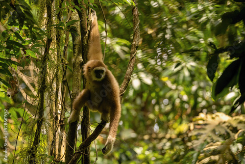 Sumatran lar gibbon in the nature habitat, also known as the Sumatran white-handed gibbon, is a subspecies of the lar gibbon, a primate in the gibbon family Hylobatidae. Hylobates lar vestitus. photo