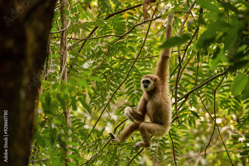 Sumatran lar gibbon in the nature habitat, also known as the Sumatran white-handed gibbon, is a subspecies of the lar gibbon, a primate in the gibbon family Hylobatidae. Hylobates lar vestitus. photo
