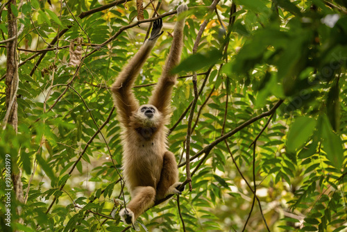 Sumatran lar gibbon in the nature habitat, also known as the Sumatran white-handed gibbon, is a subspecies of the lar gibbon, a primate in the gibbon family Hylobatidae. Hylobates lar vestitus. photo