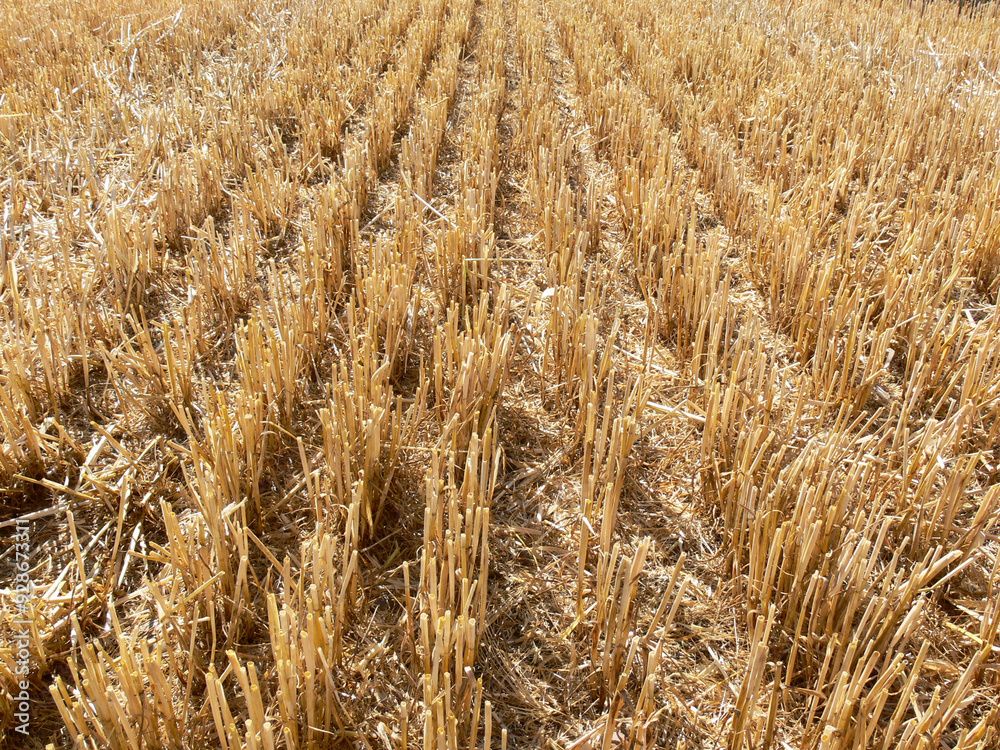 Fototapeta premium stalks in a field
