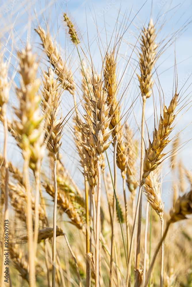 Golden ripe wheat spikes in the field. Agriculture and harvest concept. Golden ripe wheat spikes in the field. Agriculture and harvest concept.
