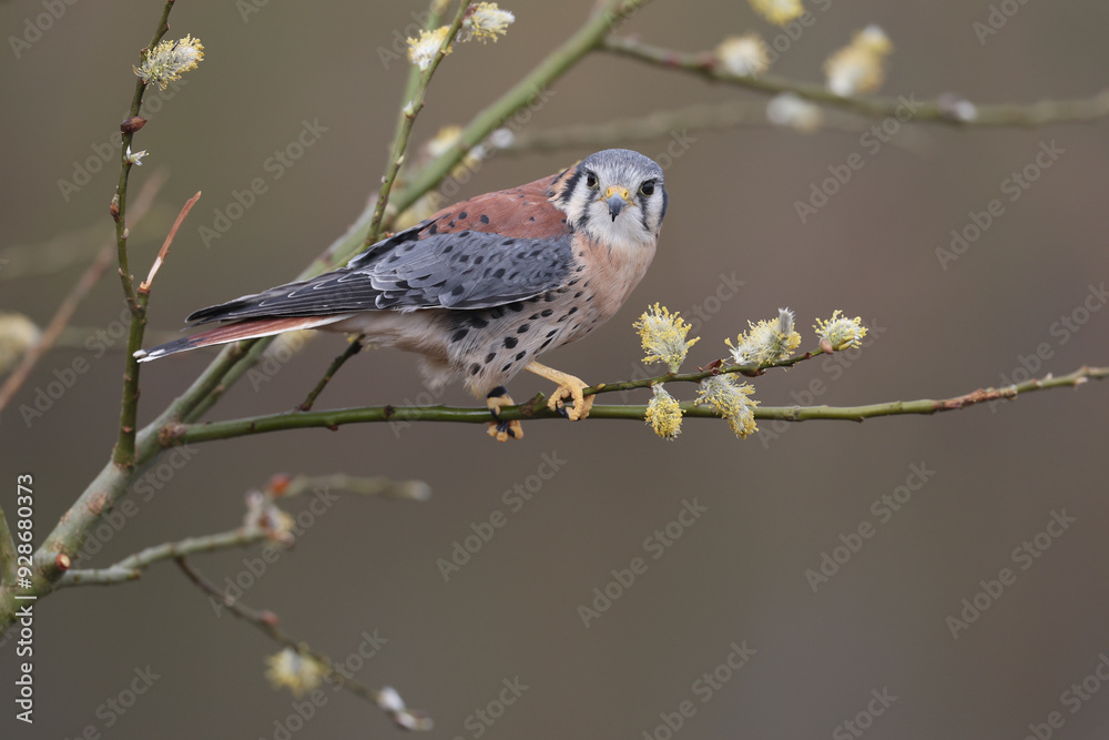 Fototapeta premium An American Kestrel looking at the photographer 