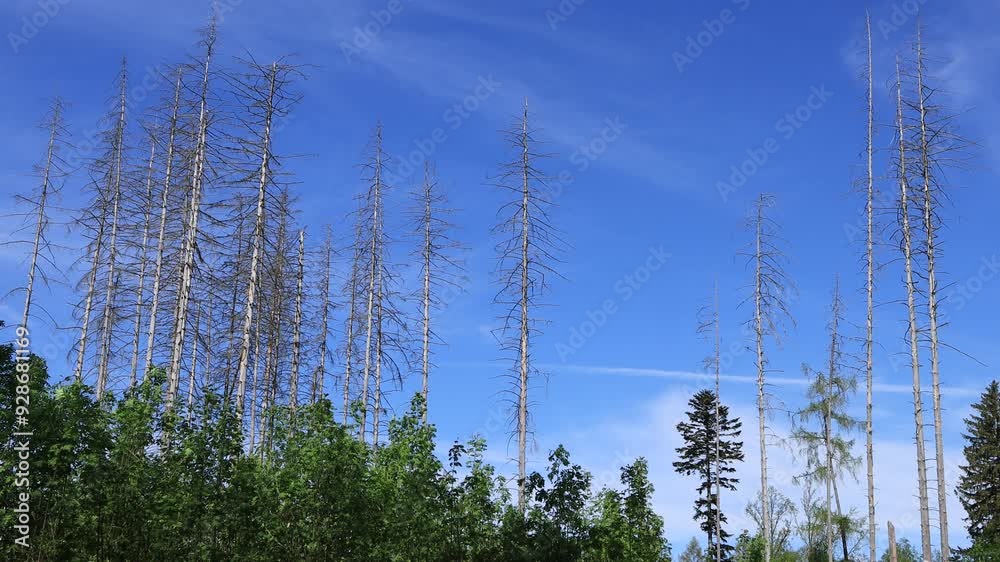 Withered spruce trees above a healthy forest Withered spruce trees above a healthy forest