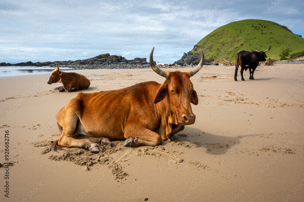 Transkei in the Eastern Cape of South Africa, you see Xhosa beach cattle, the nguni cows all bear great sets of horns. Transkei in the Eastern Cape of South Africa, you see Xhosa beach cattle, the nguni cows all bear great sets of horns.