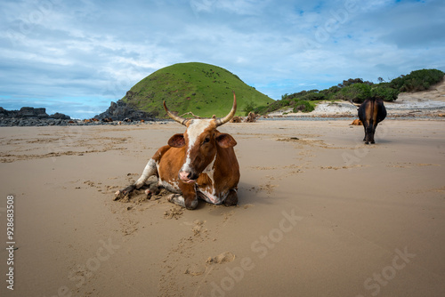 Transkei in the Eastern Cape of South Africa, you see Xhosa beach cattle, the nguni cows all bear great sets of horns. photo