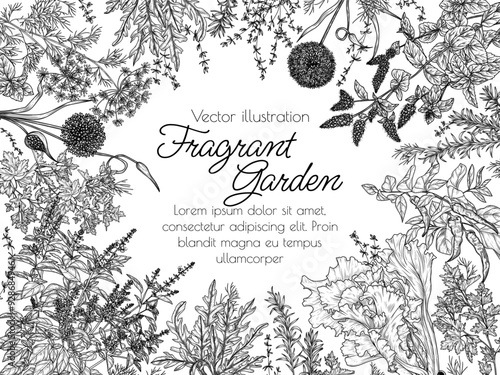 Vector illustration fragrant garden. Herbs and spices. Garlic, chili pepper, dill, parsley, rosemary, red basil, mint, arugula, salad, thyme