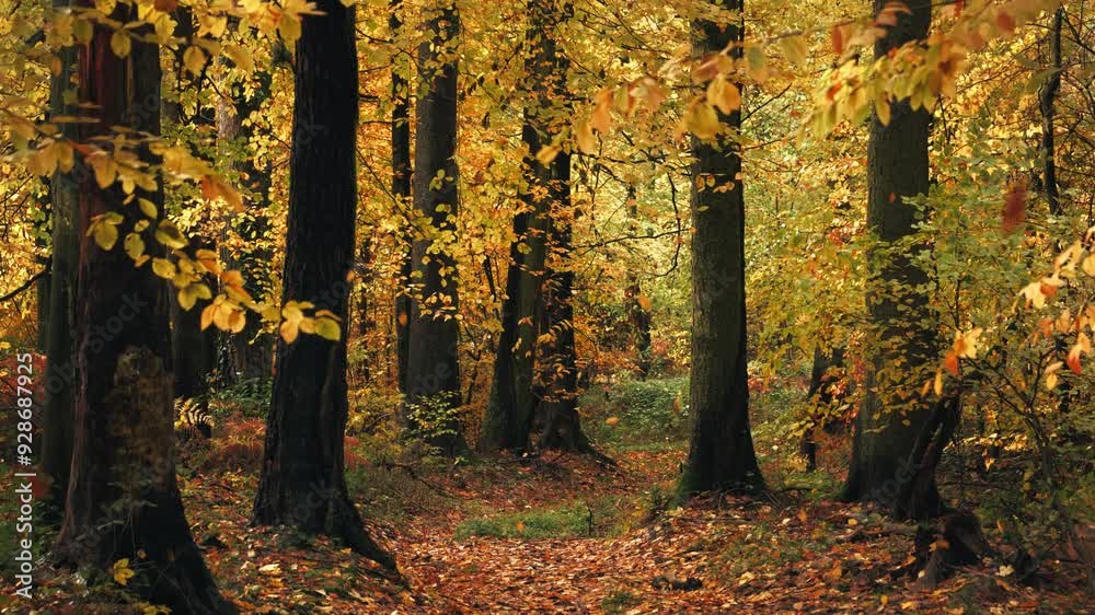 Autumn trees in a picturesque forest around a footpath, with lots of their yellow leaves falling in the lively wind
Autumn trees in a picturesque forest around a footpath, with lots of their yellow leaves falling in the lively wind