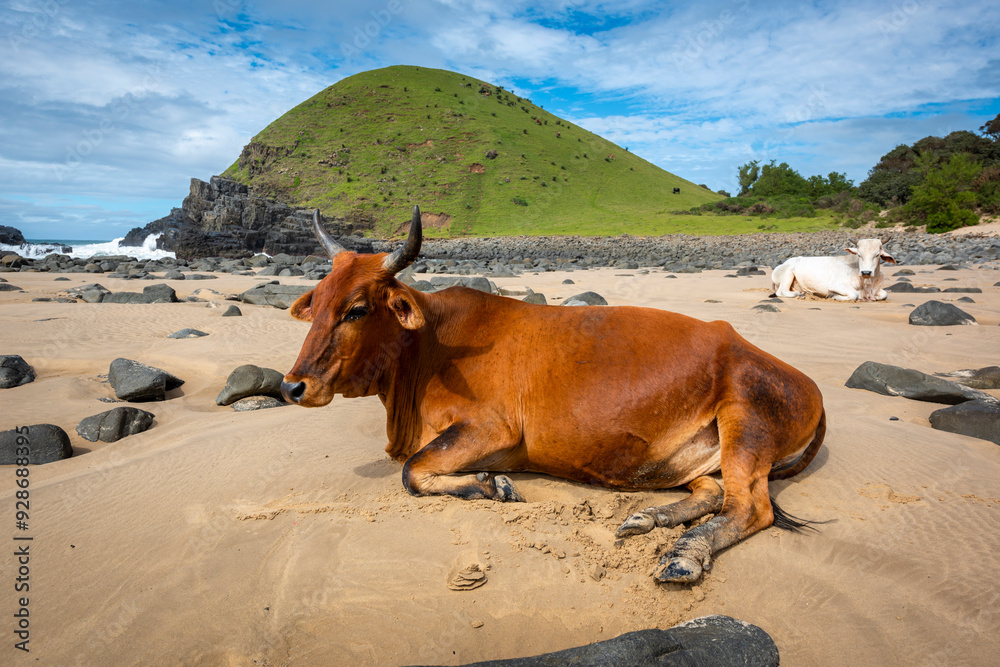Transkei in the Eastern Cape of South Africa, you see Xhosa beach cattle, the nguni cows all bear great sets of horns. Transkei in the Eastern Cape of South Africa, you see Xhosa beach cattle, the nguni cows all bear great sets of horns.