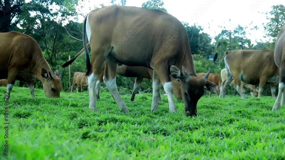 a group of cows eating together on a patch of grass
a group of cows eating together on a patch of grass