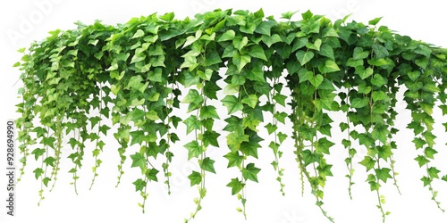 Green Ivy Vines Hanging Down Isolated on White, white background, ivy, vine, hanging , foliage