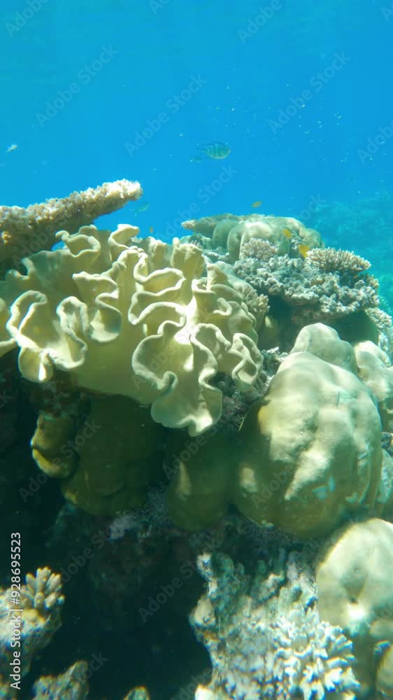A coral reef is shown in the image, with a variety of sea creatures swimming around. The reef is teeming with life, and the water is crystal clear A coral reef is shown in the image, with a variety of sea creatures swimming around. The reef is teeming with life, and the water is crystal clear