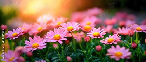 A stunning close-up of blooming pink flowers basking in warm sunlight, creating a serene and inviting garden atmosphere.