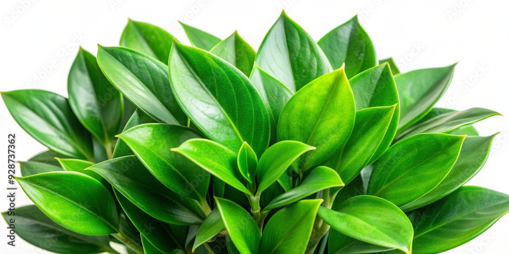Close-up of Lush Green Leaves, Nature's Simplicity, White Background, Plant Texture, Botany, Greenery, Leaf Detail Close-up of Lush Green Leaves, Nature's Simplicity, White Background, Plant Texture, Botany, Greenery, Leaf Detail
