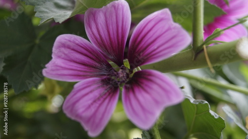 Beautiful close-up of a flower