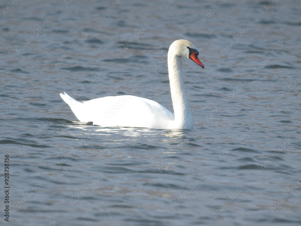 Wild swans swim along the river in winter Wild swans swim along the river in winter