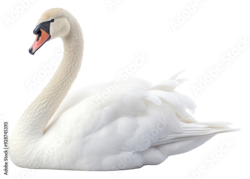 PNG Swan animal white bird.