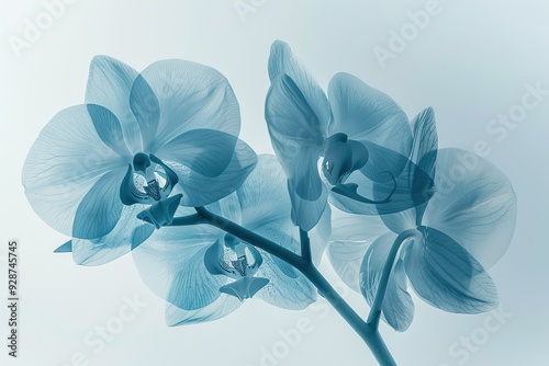 Aesthetic botanical x-ray of orchid. white and blue