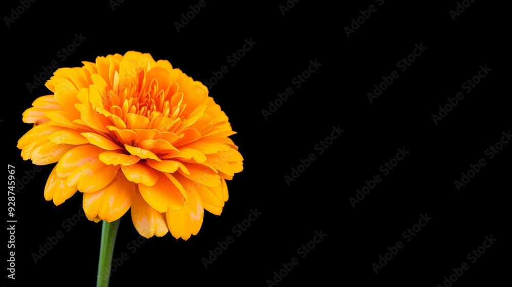 A single orange flower is the main focus of the image A single orange flower is the main focus of the image
