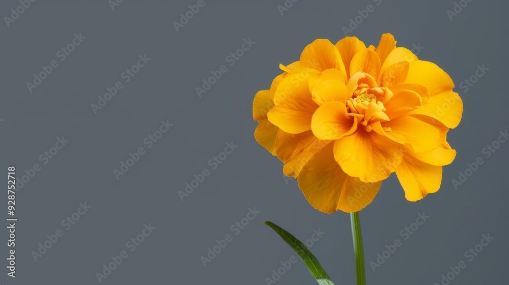 A single yellow flower is the main focus of the image A single yellow flower is the main focus of the image