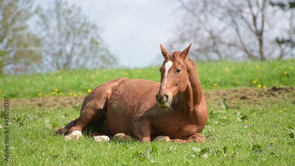 Brown horse lying in the meadow, tired and sleepy, in a pasture, rural countryside landscape, warm summer day Brown horse lying in the meadow, tired and sleepy, in a pasture, rural countryside landscape, warm summer day