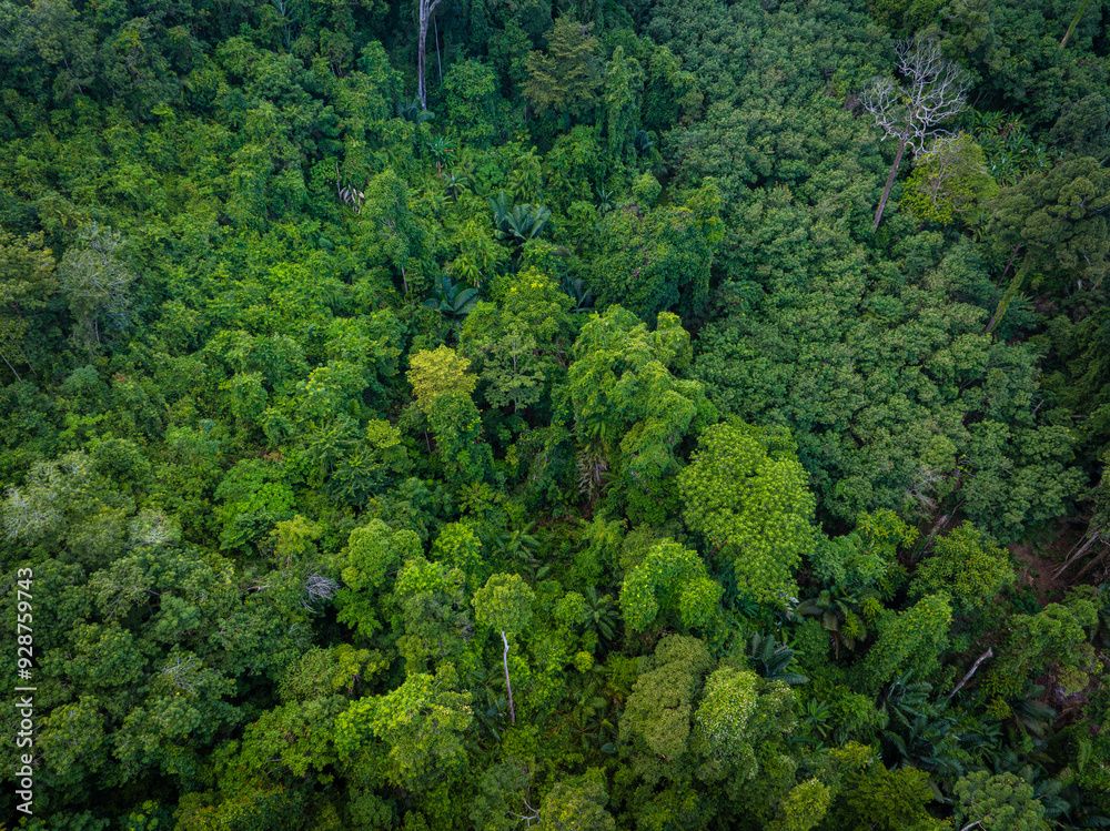 Aerial view diversity green tree tropical rainforest on mountain
