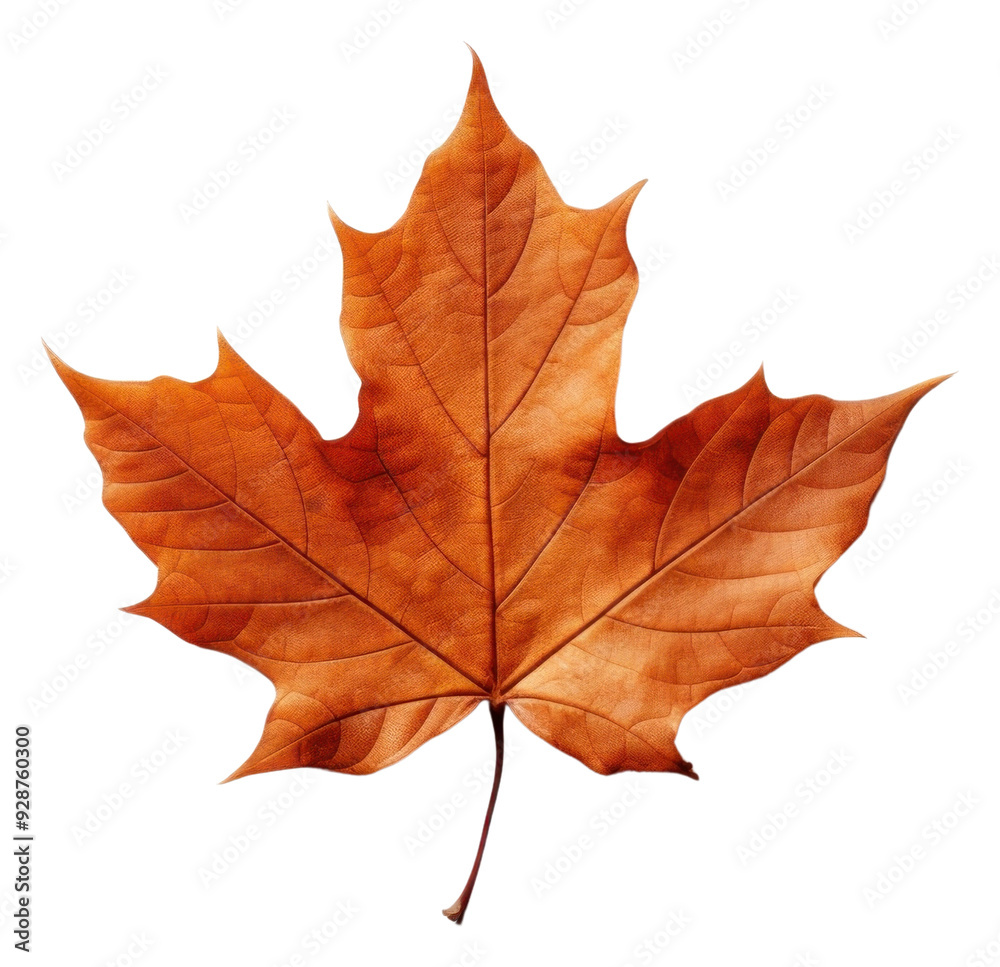 PNG Leaf autumn maple plant. PNG Leaf autumn maple plant.