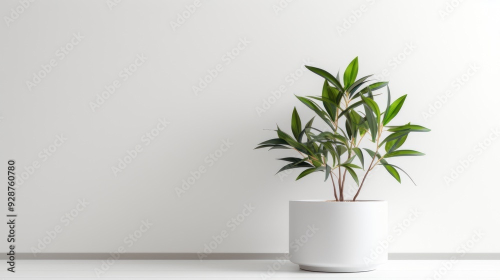 Stylish indoor plant with glossy, Stylish indoor plant with glossy,