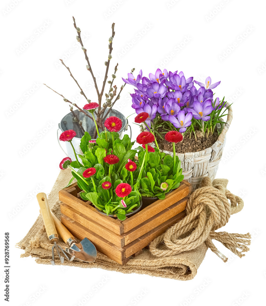Garden spring flowers crocuses in rustic wooden box with gardening tools. Isolated. PNG.