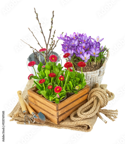 Obraz na płótnie Garden spring flowers crocuses in rustic wooden box with gardening tools. Isolated. PNG. w salonie