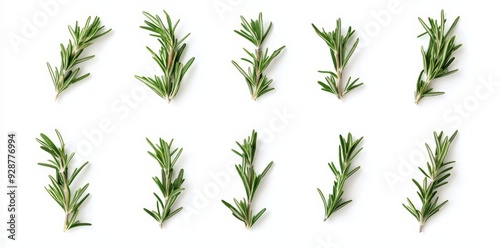 Fresh vegetable herb herb twigs and leaves isolated on white background, used for garnishing food menus.