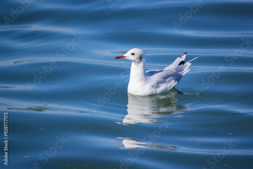 coastal lake swallow swims in turbulent royal blue water, day day sunshine