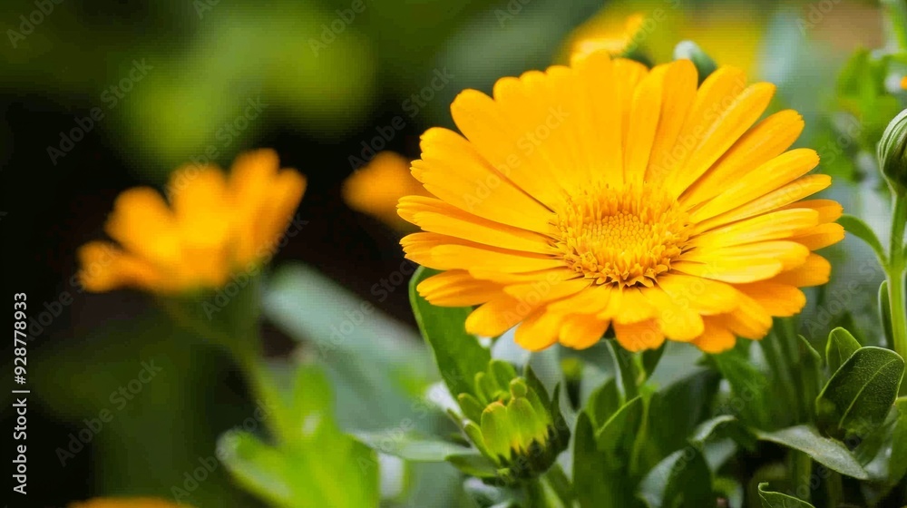 A yellow flower with green leaves is in a garden A yellow flower with green leaves is in a garden