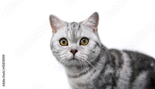 portrait silver tabby british shorthair cat looking camera white background
