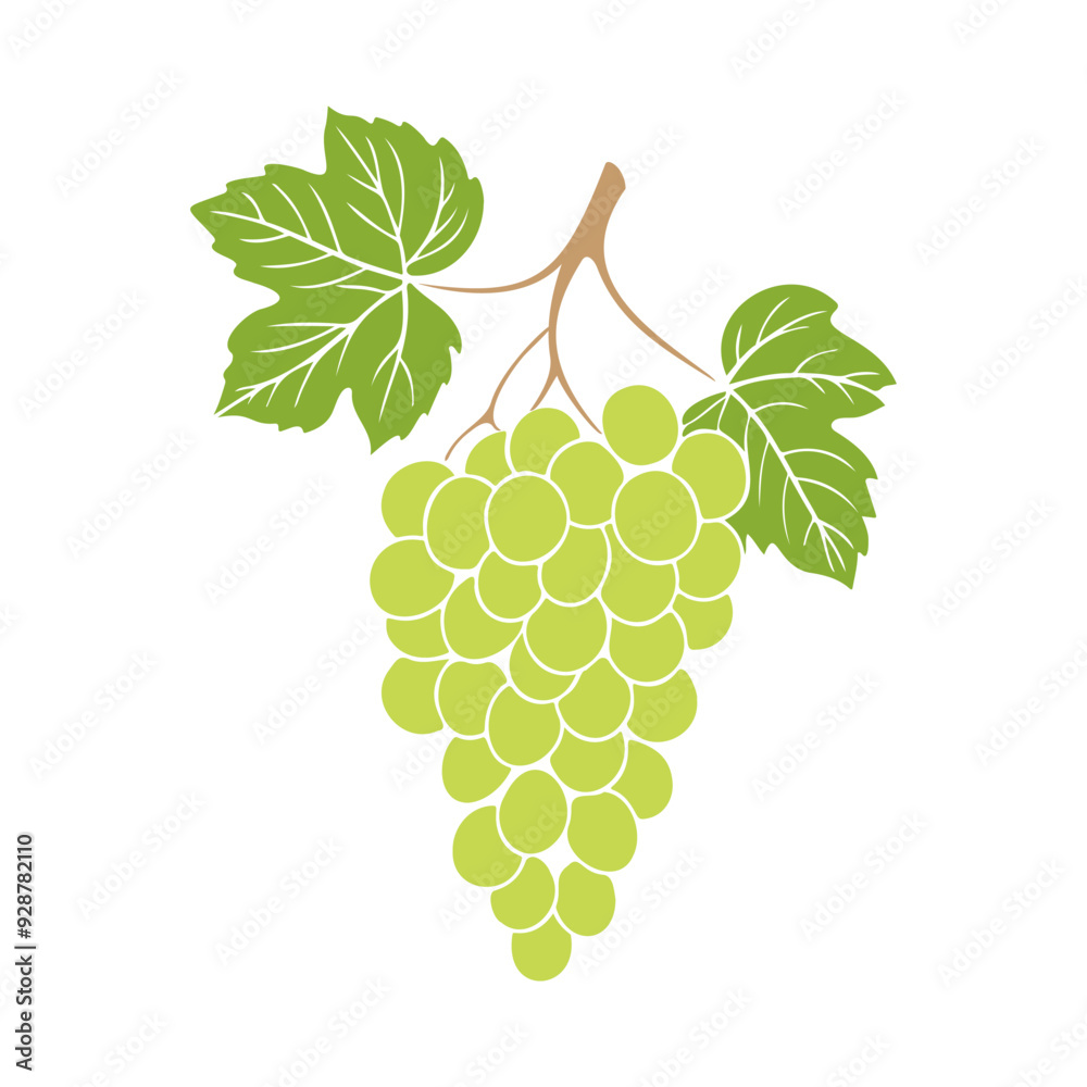 Obraz premium Grapes bunch with green berries and leaves on white background. No contour. Vector illustration