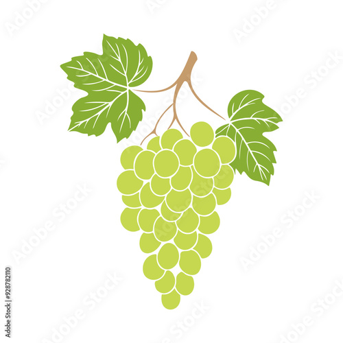 Grapes bunch with green berries and leaves on white background. No contour. Vector illustration
